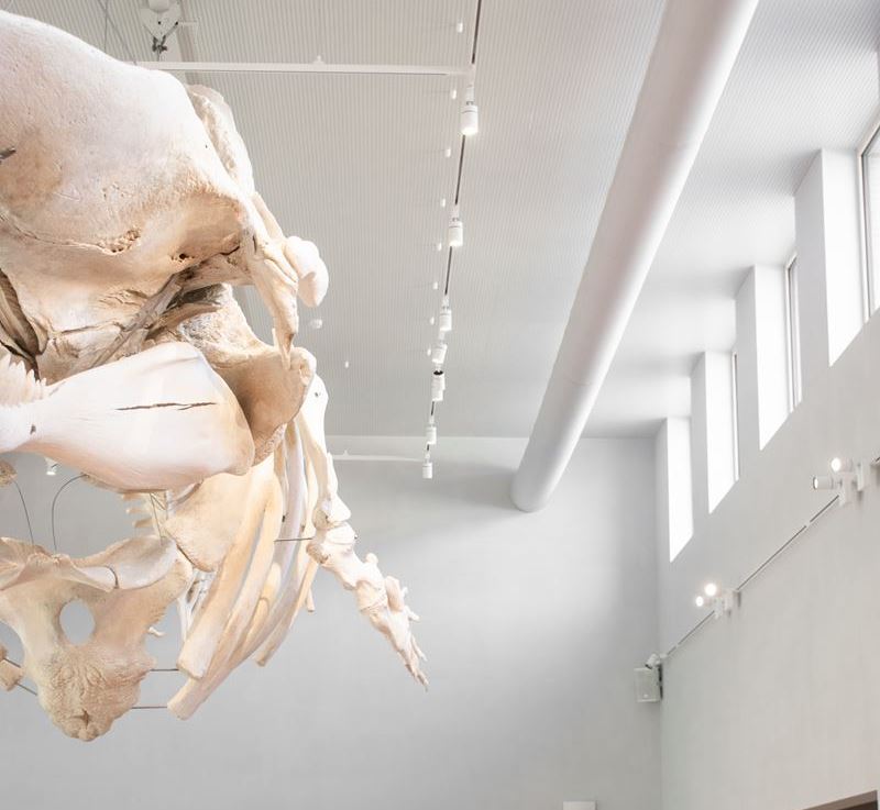 Pottwal Valentijn mit Prihoda Texil Kanal